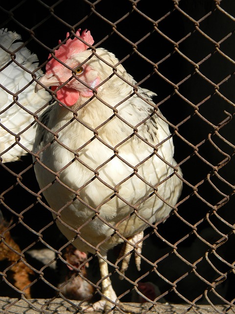 如果对手选 如果对手选