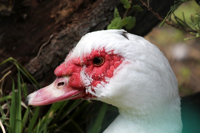 不敌莱赫奇 不敌莱赫奇